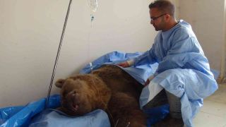 Yaralı ayıya ‘Lokman Hekim’ şefkati